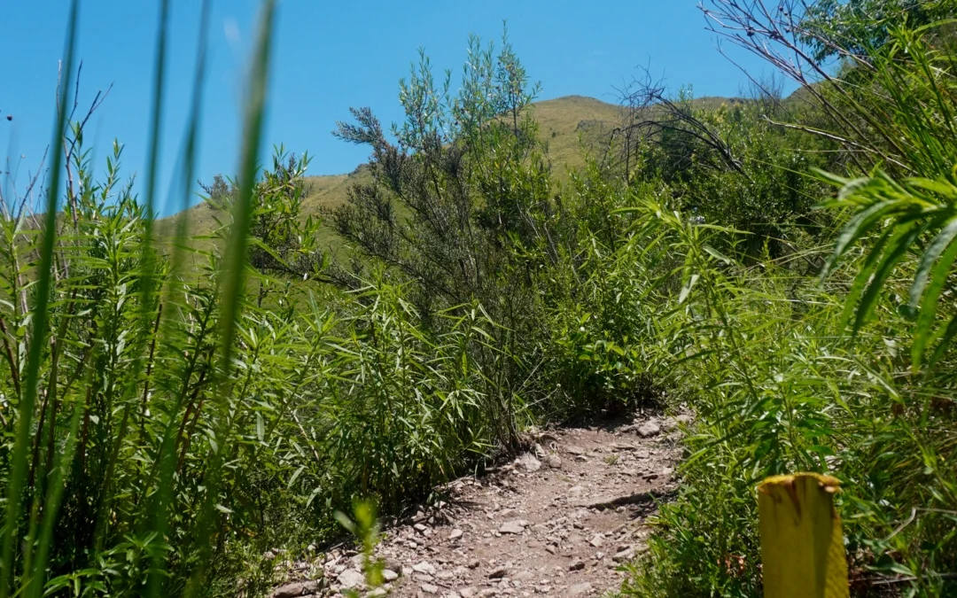 Programa de Acceso Comunitario